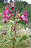 Impatiens glandulifera. Верхушка цветущего растения. Архангельская обл., Вельский р-н, свалка. Август 2009 г.