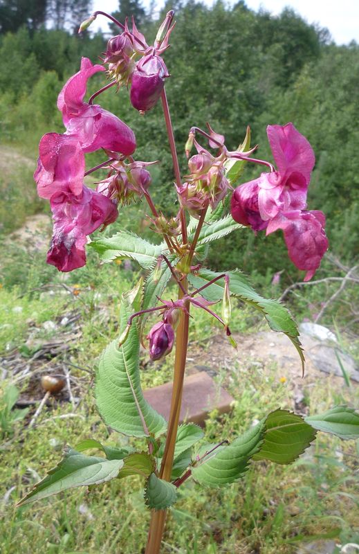 Image of Impatiens glandulifera specimen.