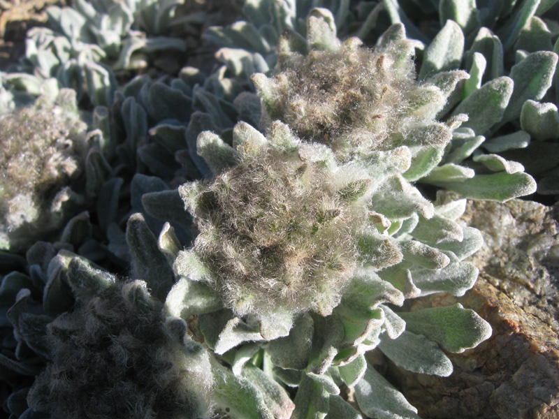 Image of Saussurea gnaphalodes specimen.