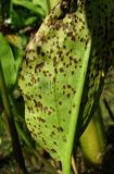 Alisma plantago-aquatica