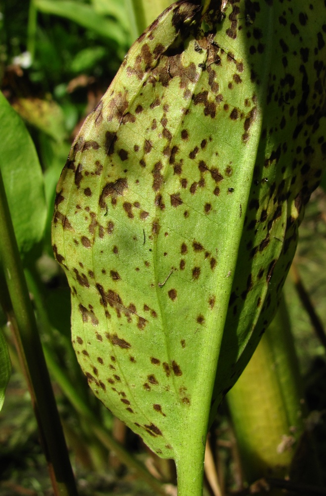 Image of Alisma plantago-aquatica specimen.