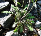 Arabidopsis arenosa