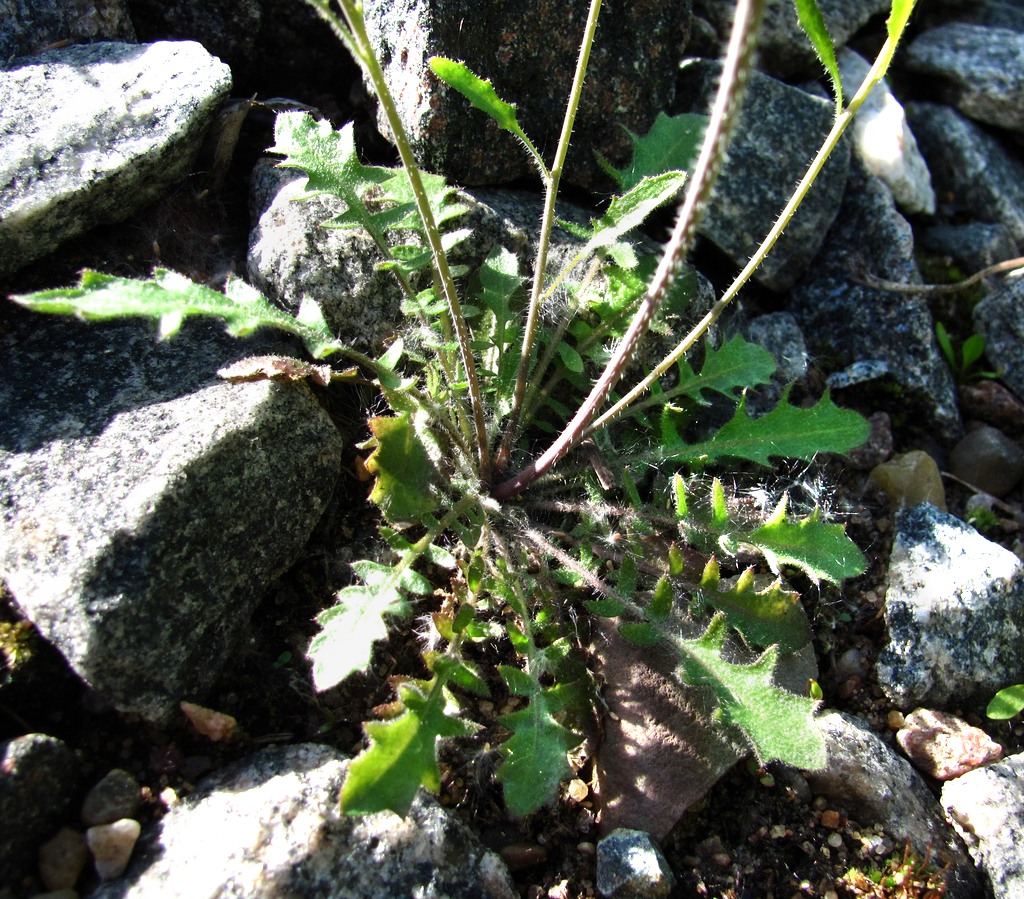 Изображение особи Arabidopsis arenosa.