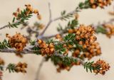 Erica manipuliflora