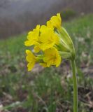 Primula macrocalyx. Верхушка побега с соцветием. Краснодарский край, м/о г. Геленджик, хр. Коцехур, гора Шахан,, склон горы. 18.04.2015.