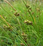 Carex globularis. Верхушки плодоносящих растений. Иркутская обл., Бодайбинский р-н, водораздел рек Имнях и Хомолхо. 27.07.2014.