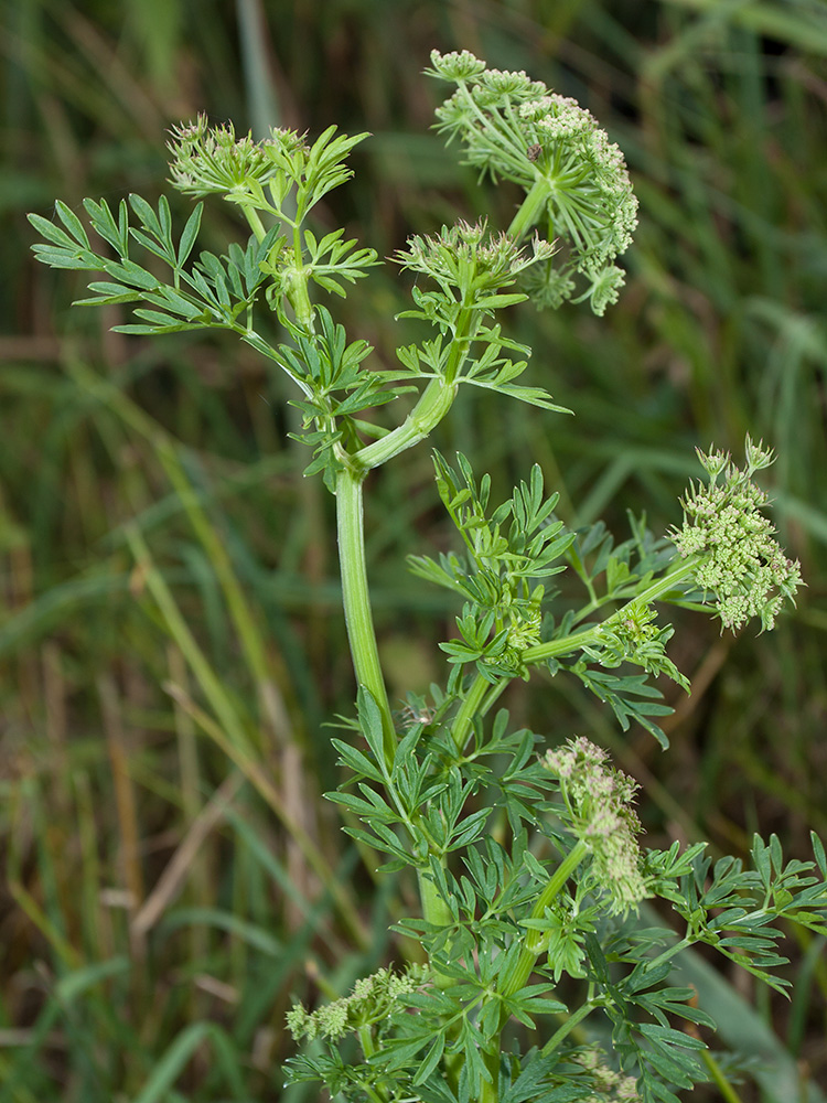 Изображение особи Selinum carvifolia.