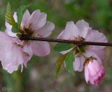 Louiseania triloba