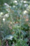 Artemisia absinthium