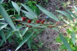 Hibiscus sabdariffa. Часть побега с плодами и бутонами. Андаманские острова, остров Хейвлок, в поселке у дороги. 31.12.2014.