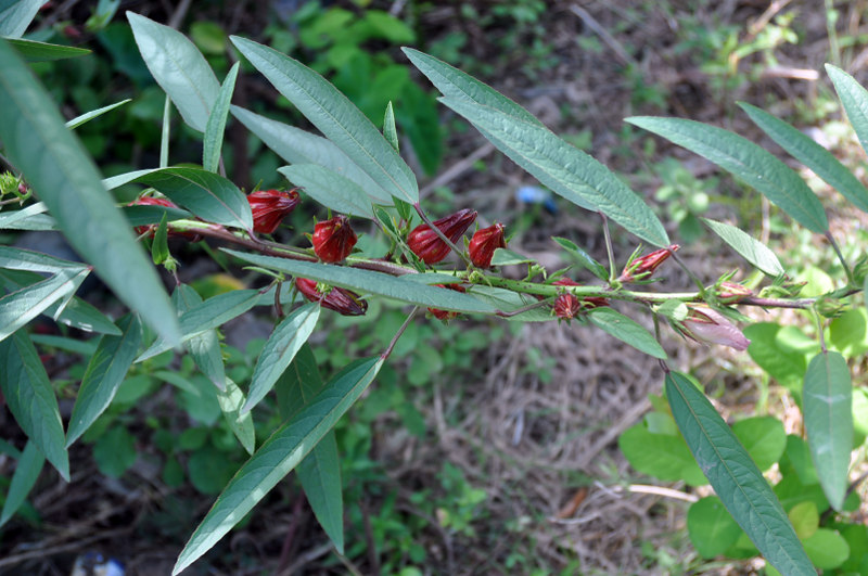 Изображение особи Hibiscus sabdariffa.