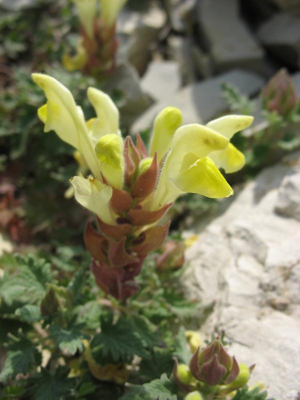 Image of Scutellaria tatianae specimen.