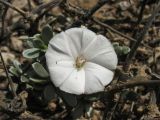 Convolvulus caput-medusae. Цветок и листья. Испания, Канарские острова, Гран Канария, муниципалитет Agüimes, каменистый прибрежный склон. 26 февраля 2010 г.