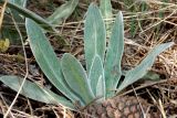 Centaurea czerkessica