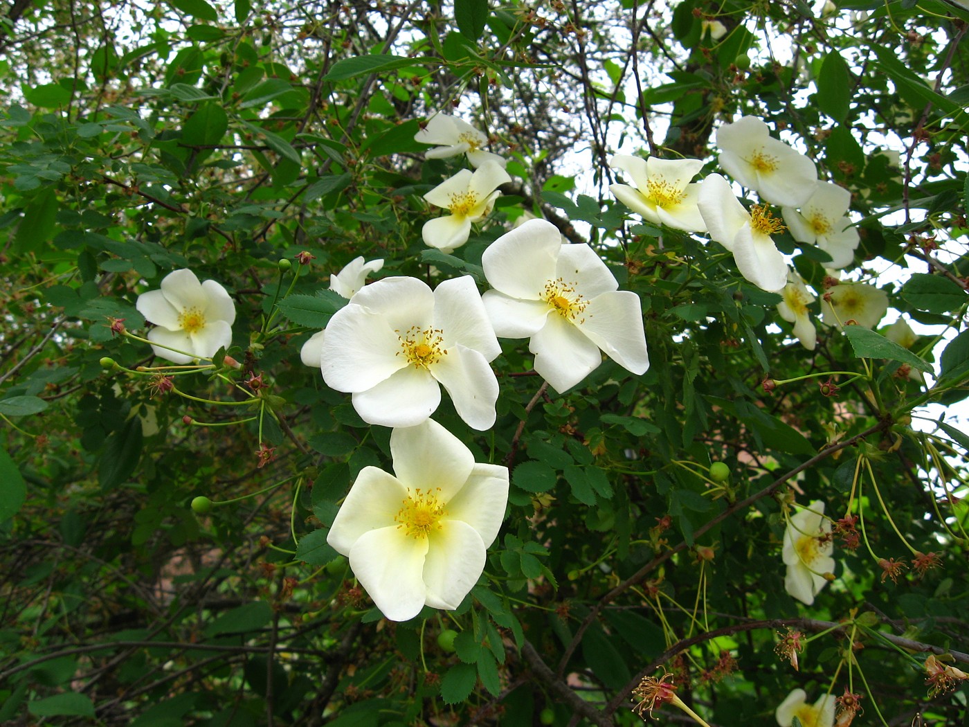 Изображение особи Rosa spinosissima.