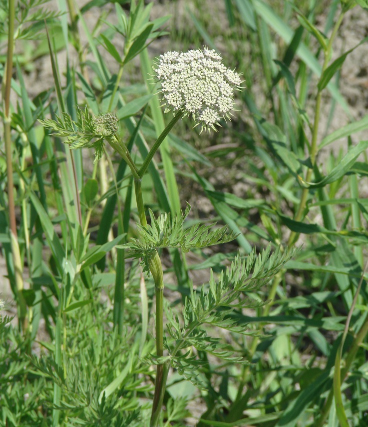 Image of Seseli condensatum specimen.
