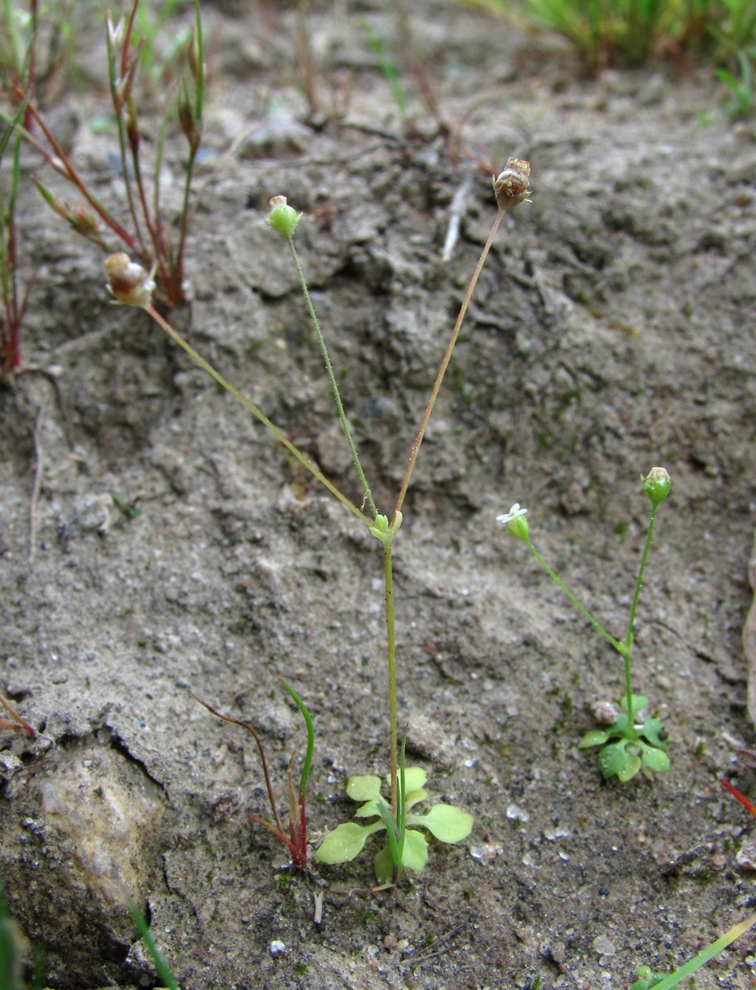 Image of Androsace filiformis specimen.