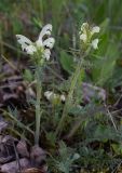 Pedicularis sibirica