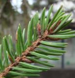 Picea × fennica