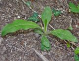 Inula conyza