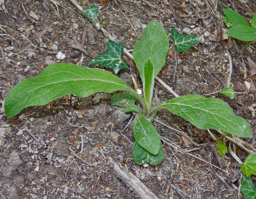 Image of Inula conyza specimen.