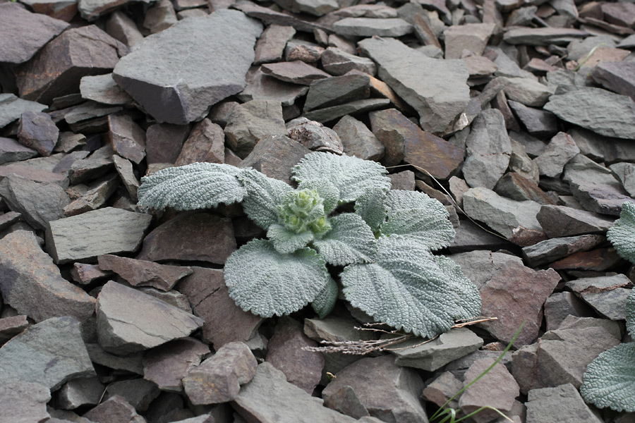 Image of Paraeremostachys karatavica specimen.