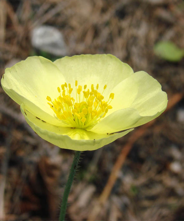 Image of Papaver setosum specimen.
