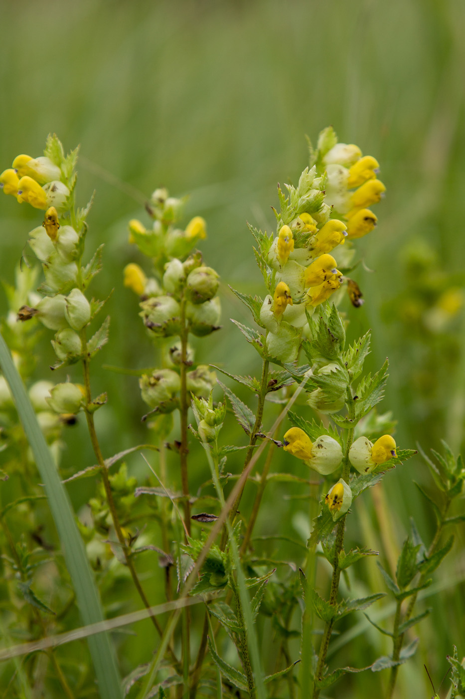 Изображение особи Rhinanthus aestivalis.