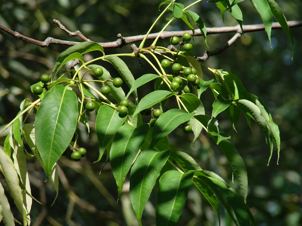 Image of Phellodendron amurense specimen.