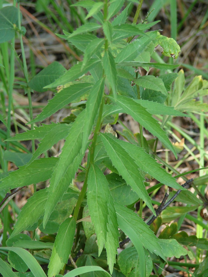 Изображение особи Adenophora lamarckii.