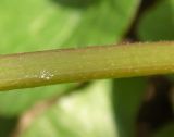 Lamium maculatum