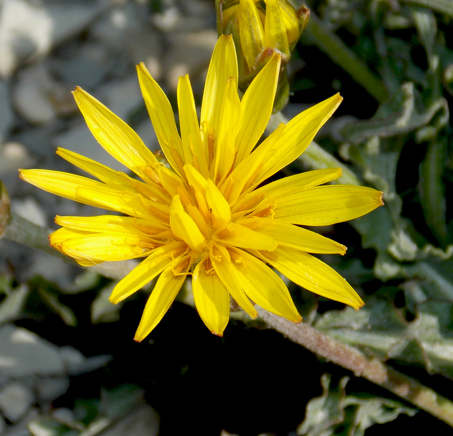 Image of Scorzonera turkeviczii specimen.