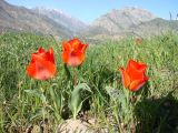 Tulipa greigii