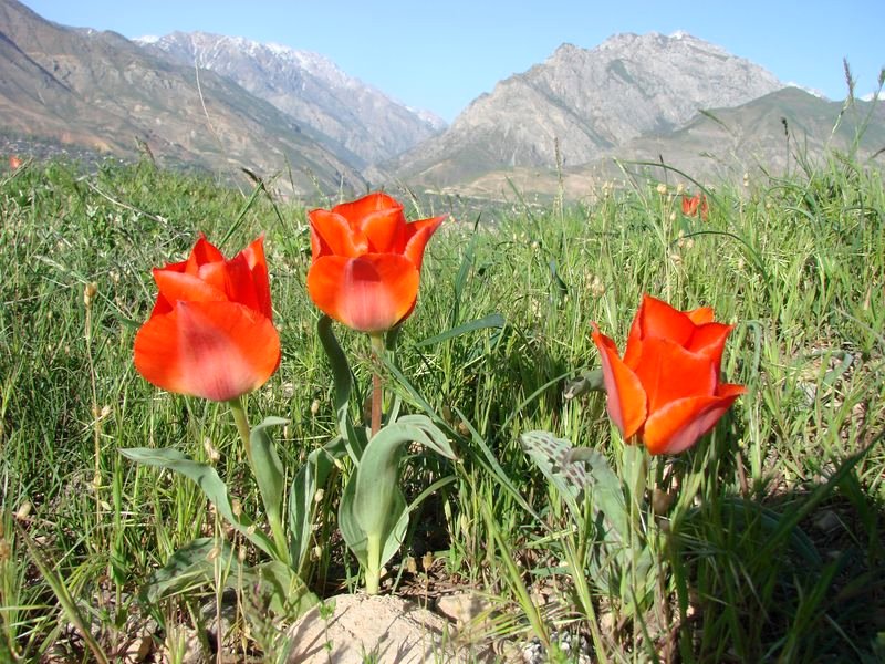 Image of Tulipa greigii specimen.