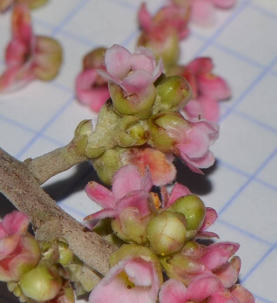 Image of Rhus integrifolia specimen.