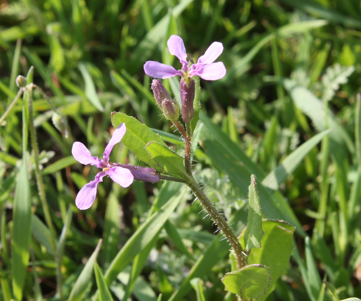 Image of Chorispora tenella specimen.