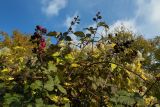 род Rubus. Плодоносящие ветви. Южный склон Главной гряды Крымских гор, западное подножие горы Южная Демерджи. 05.11.2005.