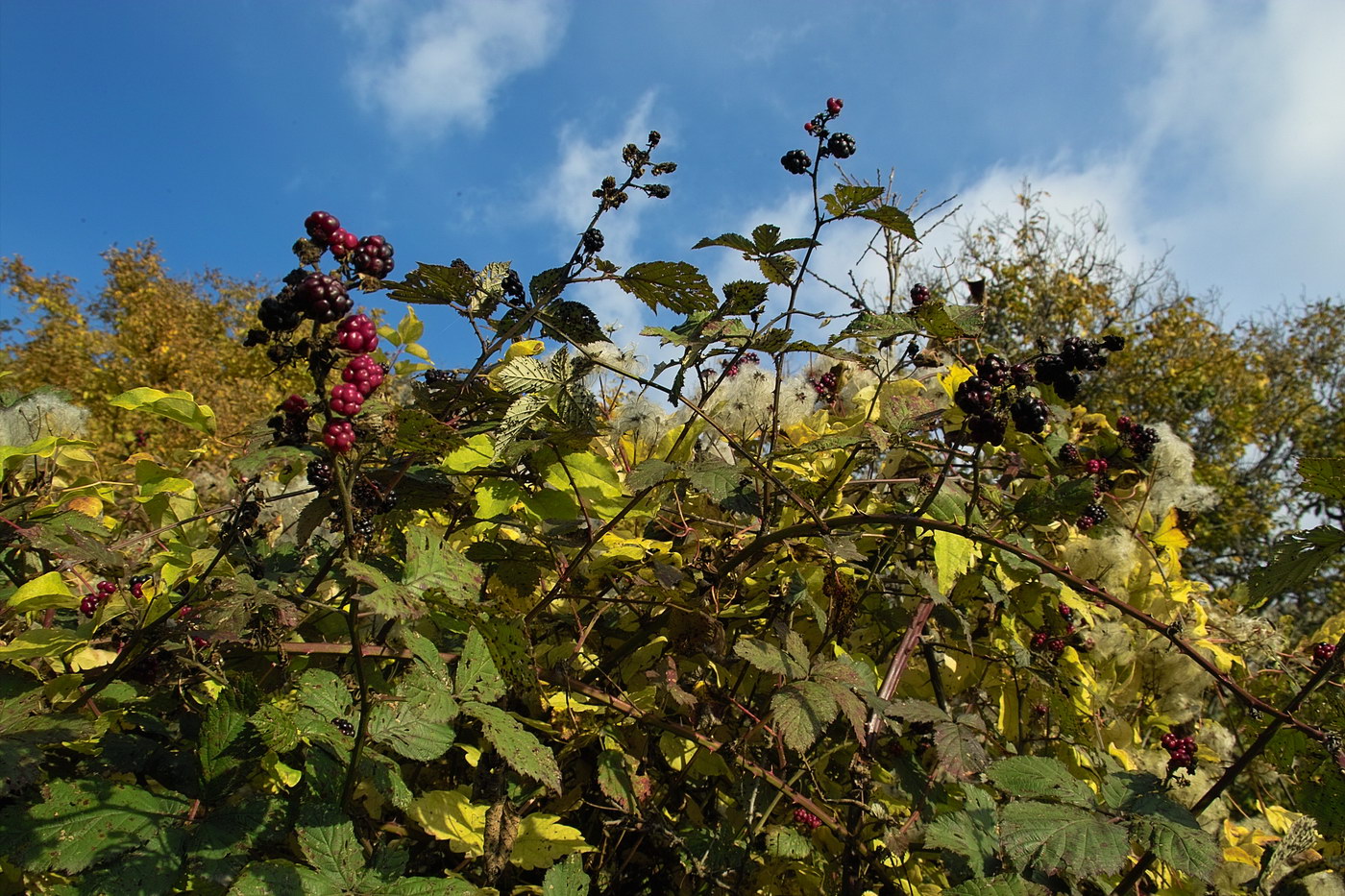 Image of genus Rubus specimen.