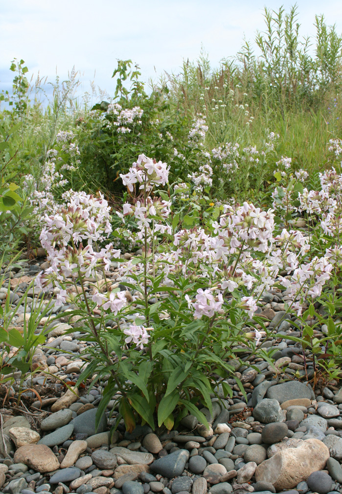 Изображение особи Saponaria officinalis.