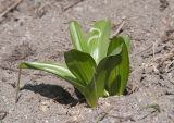 Colchicum speciosum