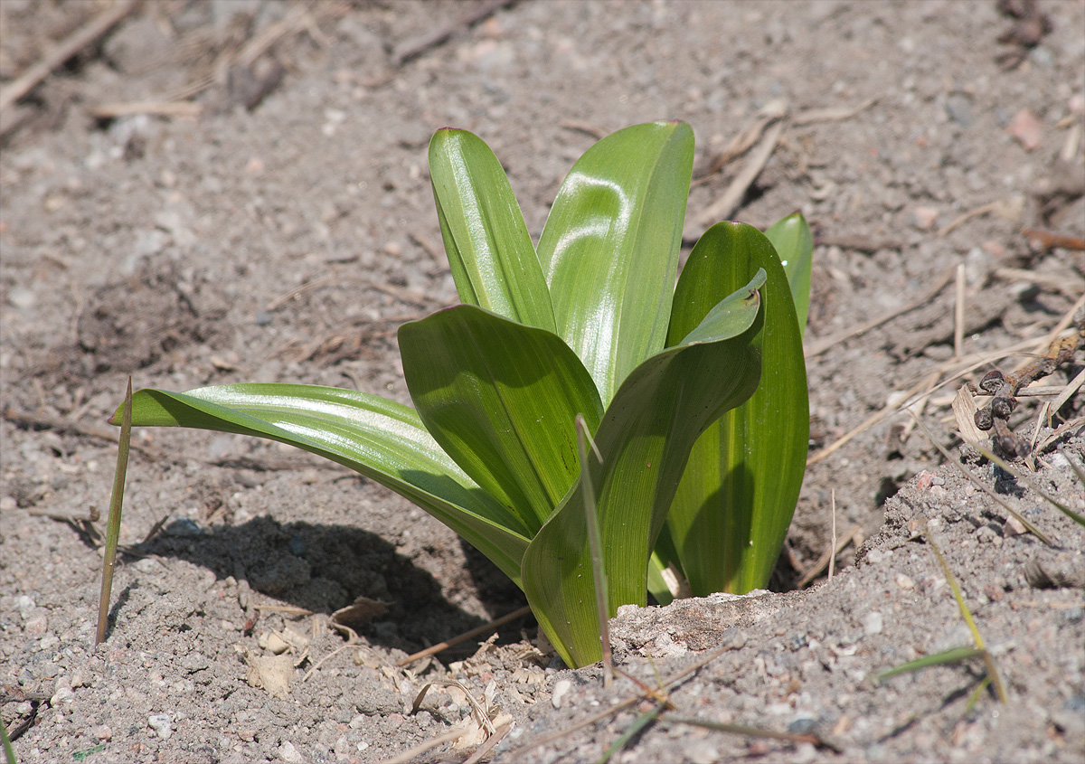 Изображение особи Colchicum speciosum.