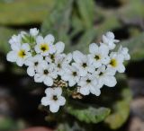 Heliotropium erosum