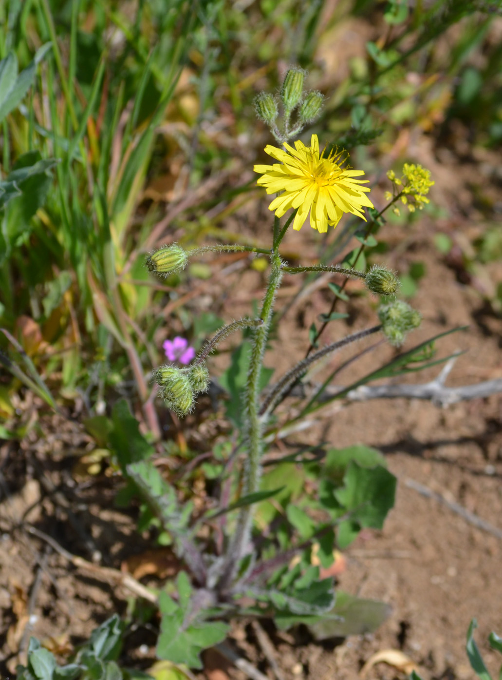 Image of Lagoseris sancta specimen.