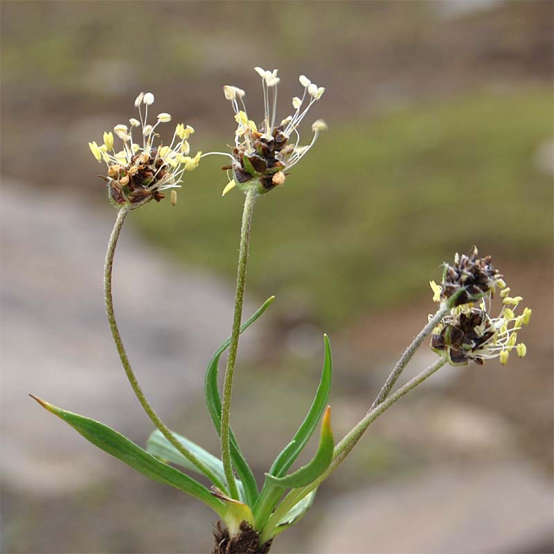 Изображение особи Plantago atrata.