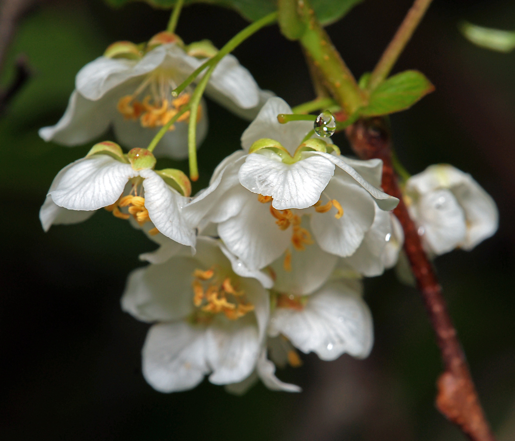 Image of Actinidia kolomikta specimen.