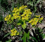 Euphorbia tauricola