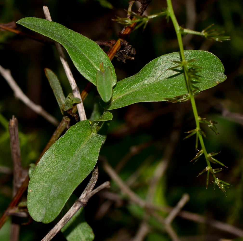 Image of Plumbago europaea specimen.