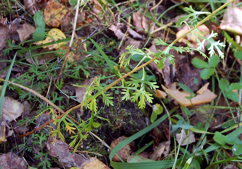 Image of Chrysanthemum zawadskii specimen.