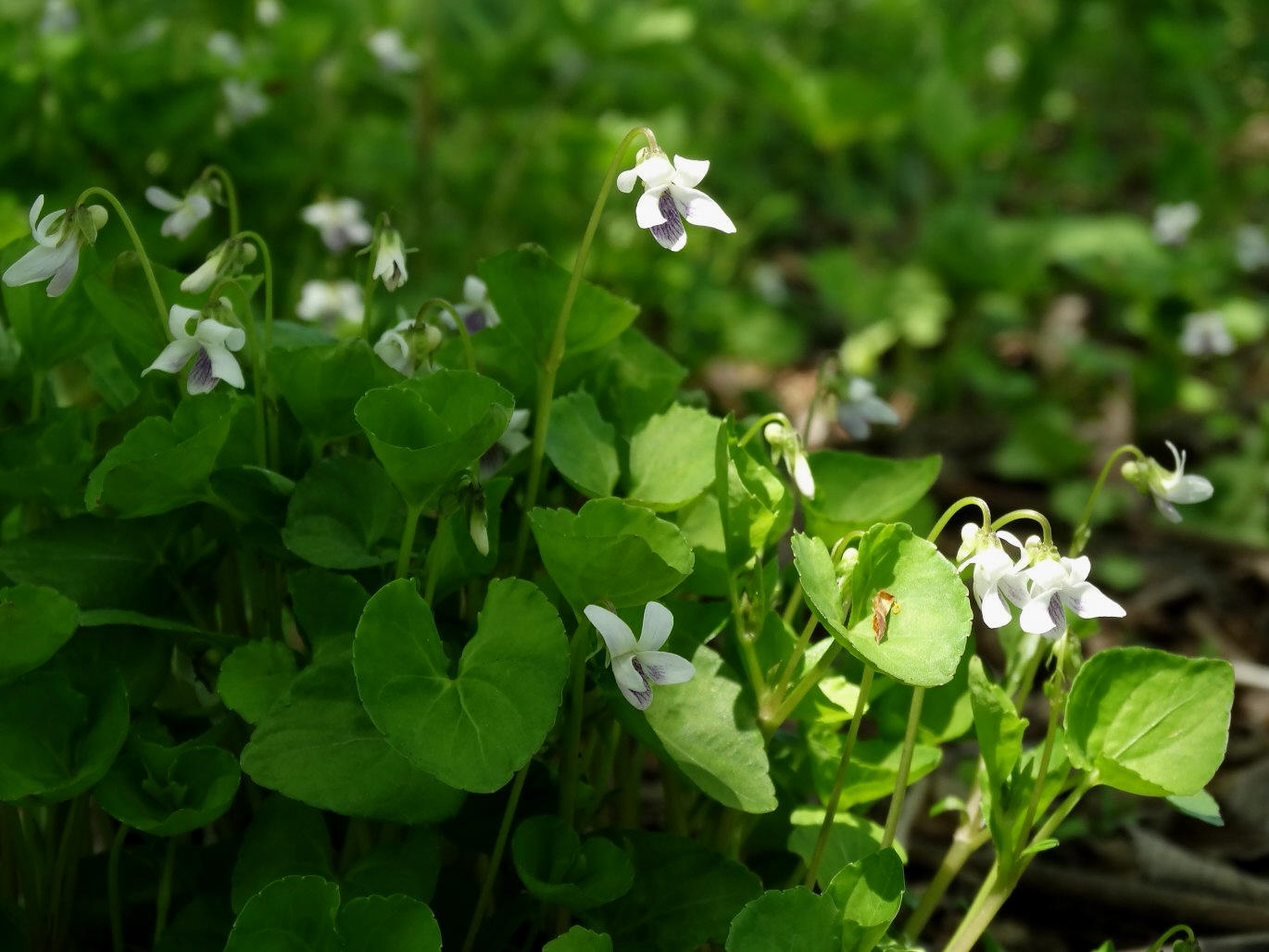 Image of Viola verecunda specimen.