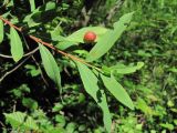 Salix elbursensis. Верхушка побега с галлом на листе. Краснодарский край, Абинский р-н, окр. пос. Новый, берег р. Бол. Хабль. 10.06.2016.